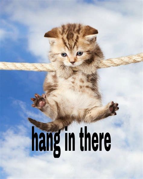 cat poster hang in there|hang in there images.